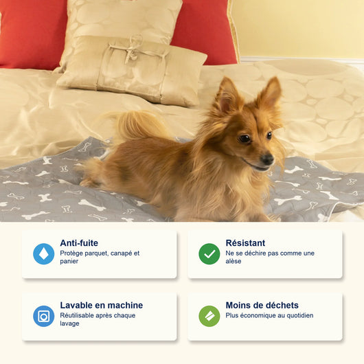 Le seul tapis de propreté dont votre chien aura besoin