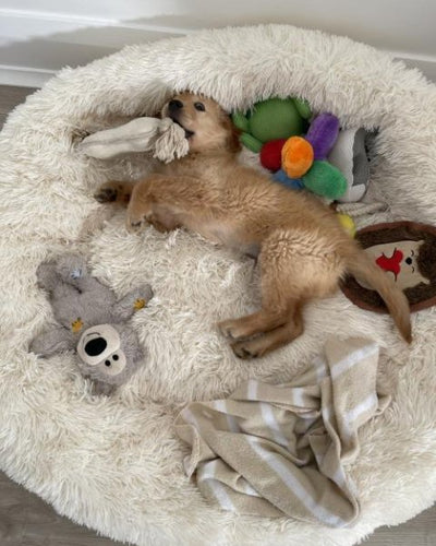 Customer testimonial video