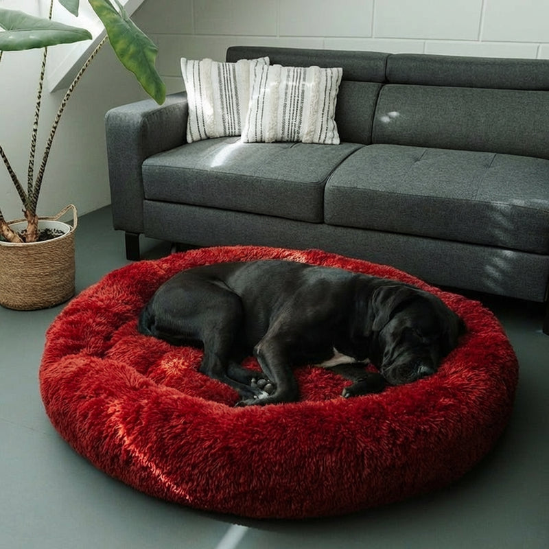 Votre chien est stressé quand vous partez ? Offrez -lui enfin un sommeil profond et apaisé 🐶  💤